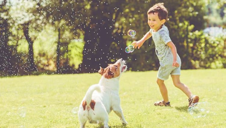 Kamu Tertarik Memelihara Anjing? Ini dia 6 Jenis Anjing Ramah Anak yang Cocok Jadi Peliharaanmu